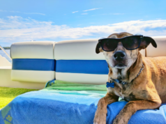 Vacationing with Your Dog Made Simple and Stress-Free Vacationing with Your Dog